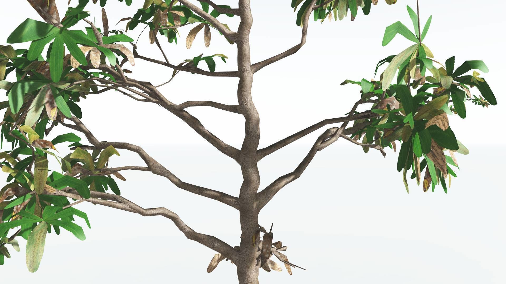 EVERYPlant Glossopteris LowPoly 2 --20 Models-- Low-poly 3D model_16