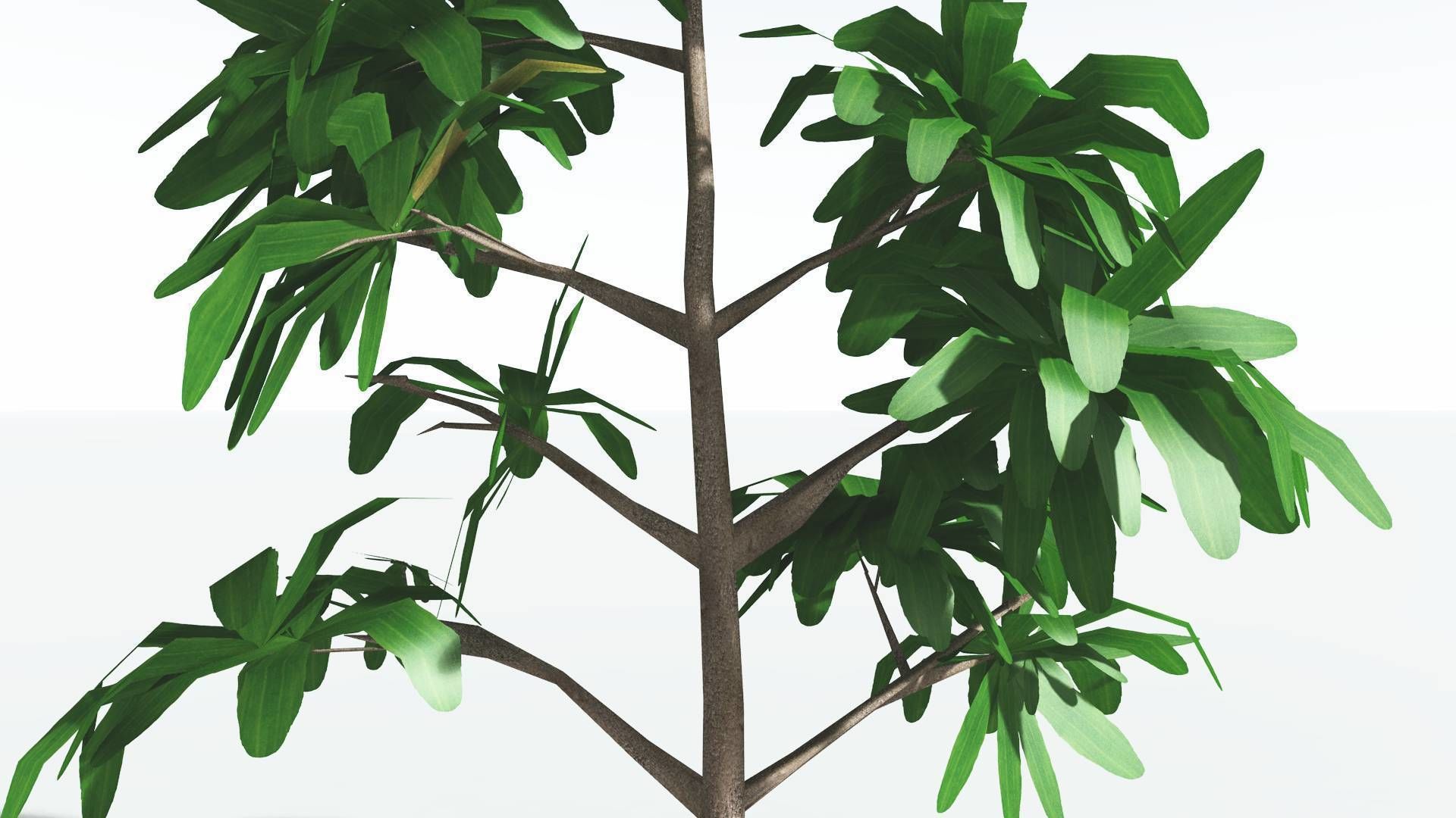 EVERYPlant Glossopteris LowPoly 2 --20 Models-- Low-poly 3D model_30