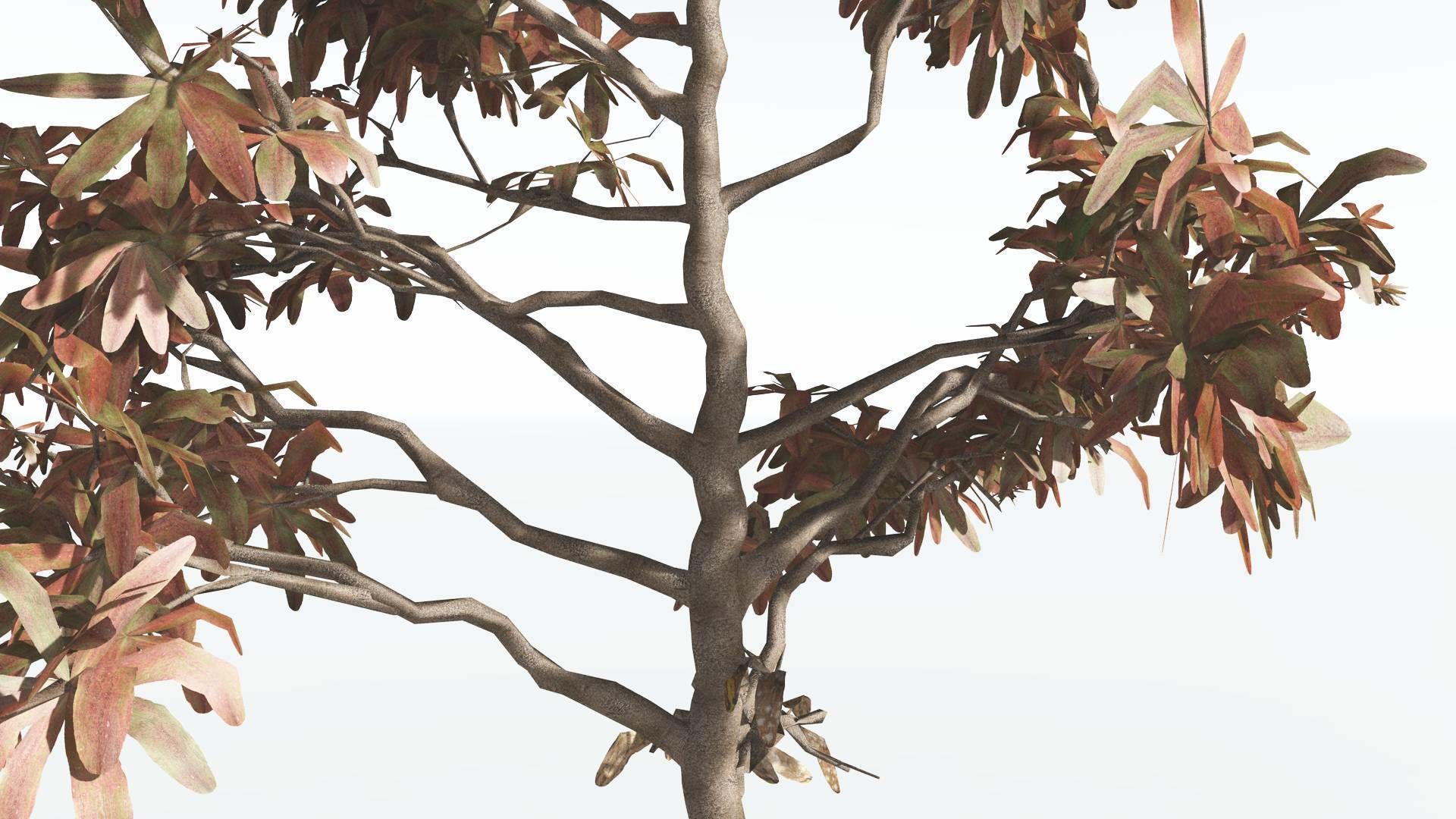 EVERYPlant Glossopteris LowPoly 2 --20 Models-- Low-poly 3D model_8