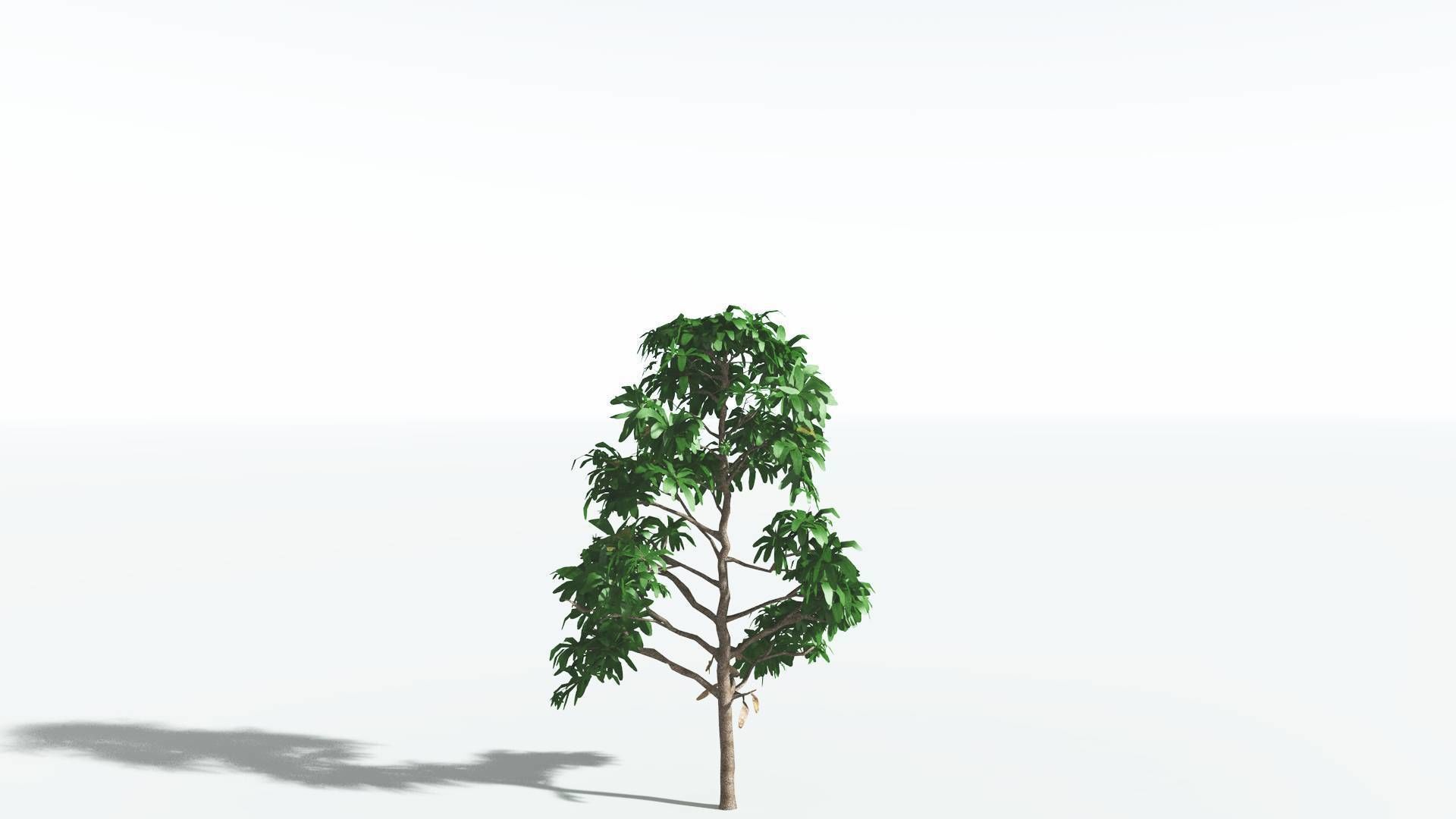 EVERYPlant Glossopteris LowPoly 2 --20 Models-- Low-poly 3D model_27