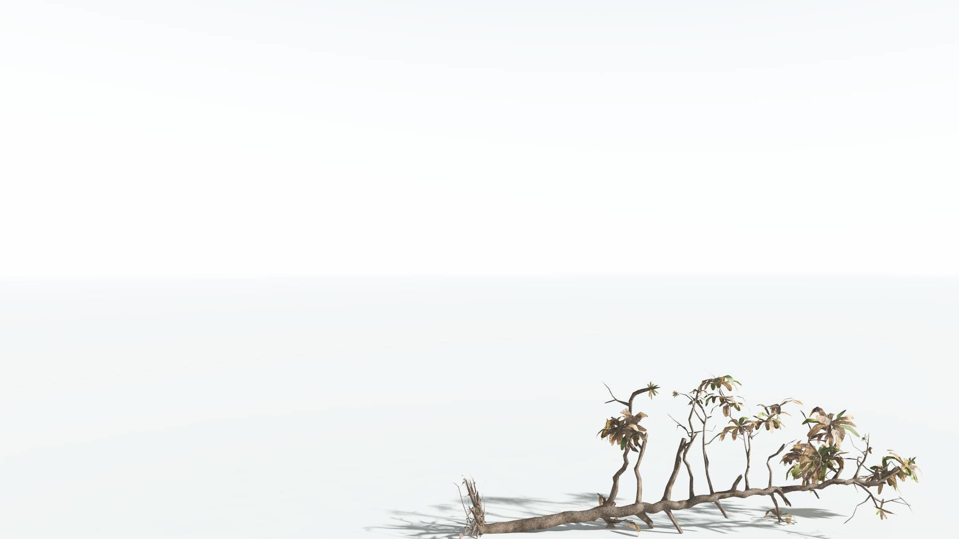 EVERYPlant Glossopteris LowPoly 2 --20 Models-- Low-poly 3D model_23