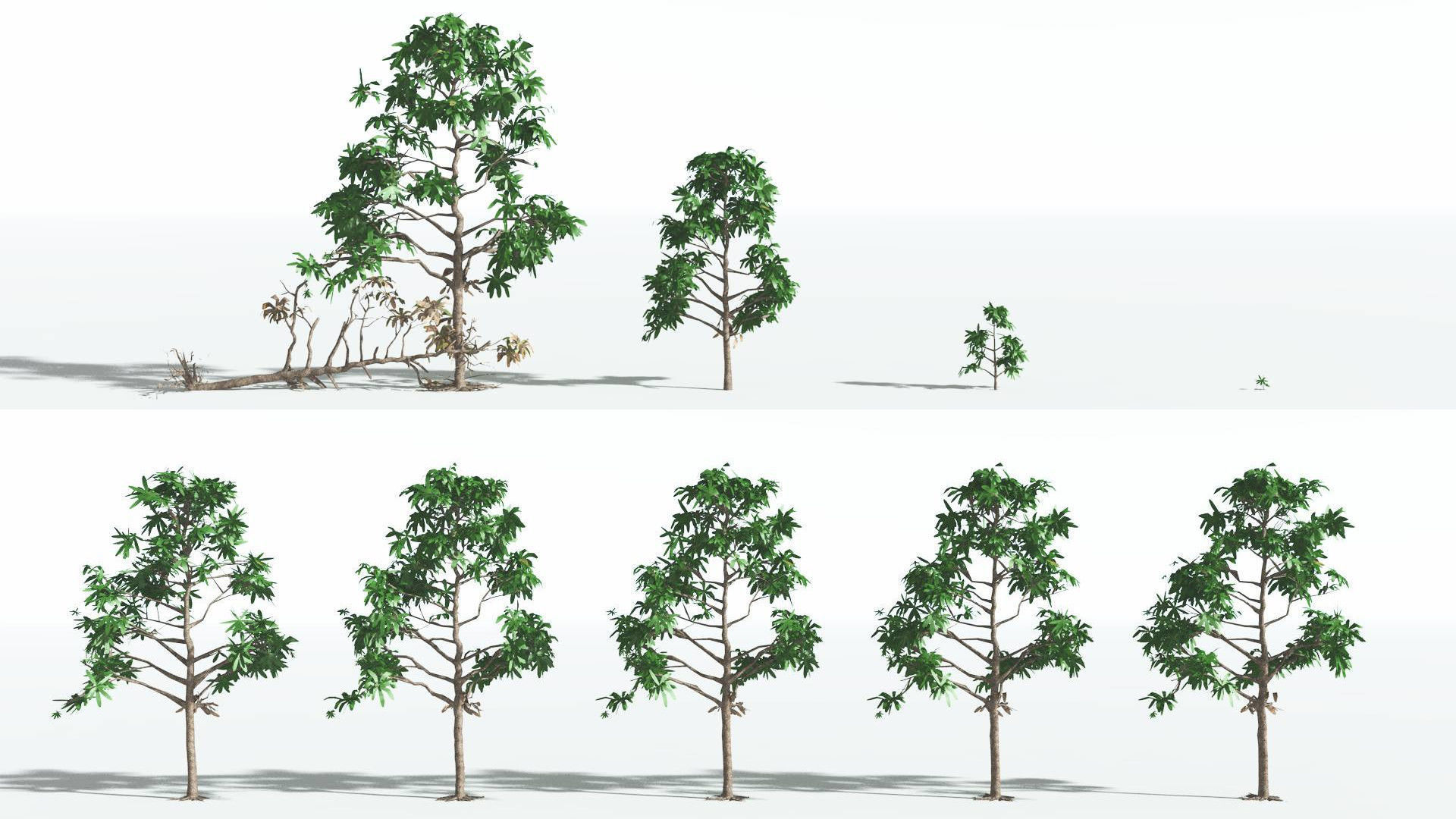 EVERYPlant Glossopteris LowPoly 2 --20 Models-- Low-poly 3D model_2