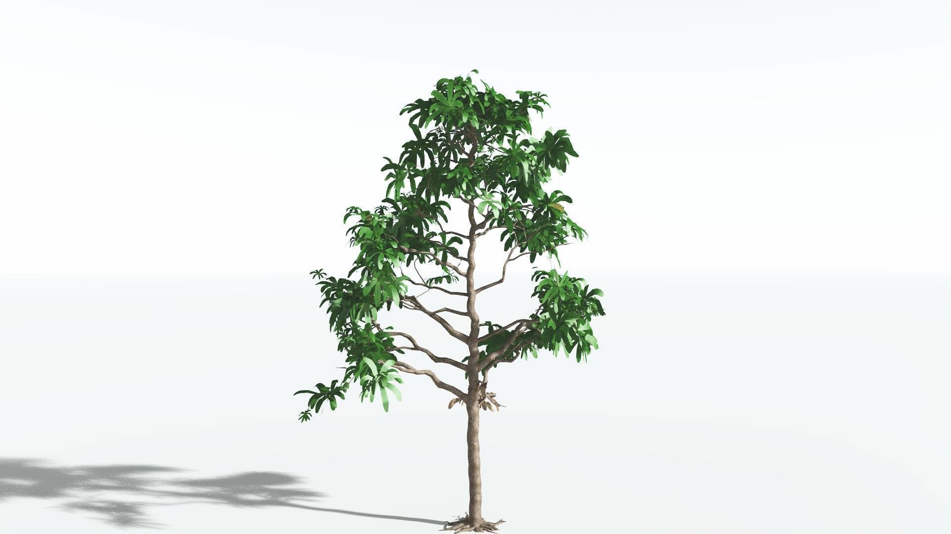 EVERYPlant Glossopteris LowPoly 2 --20 Models-- Low-poly 3D model_35