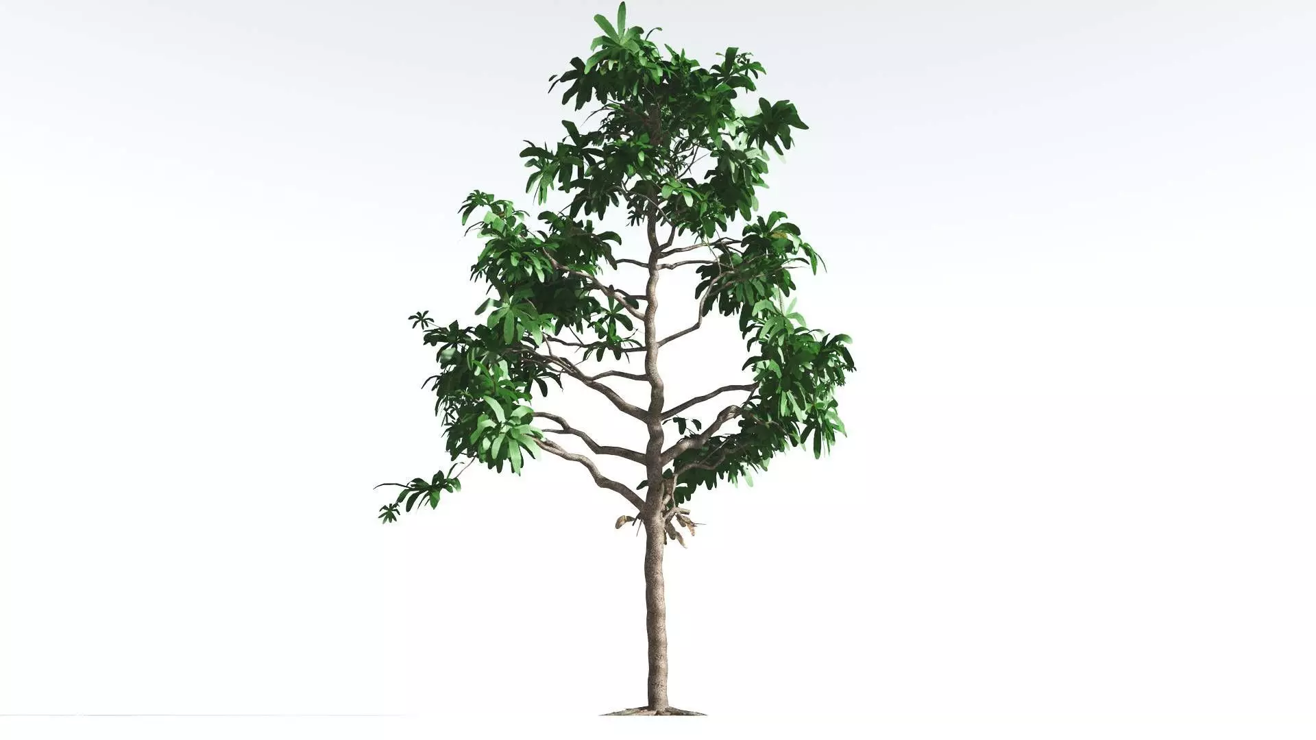 EVERYPlant Glossopteris LowPoly 2 --20 Models-- Low-poly 3D model_0