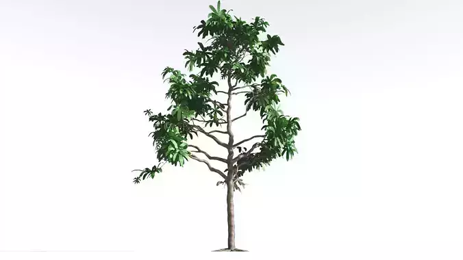 EVERYPlant Glossopteris LowPoly 2 --20 Models-- Low-poly 3D model