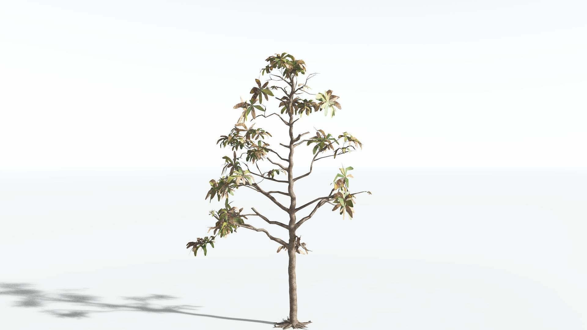 EVERYPlant Glossopteris LowPoly 2 --20 Models-- Low-poly 3D model_17