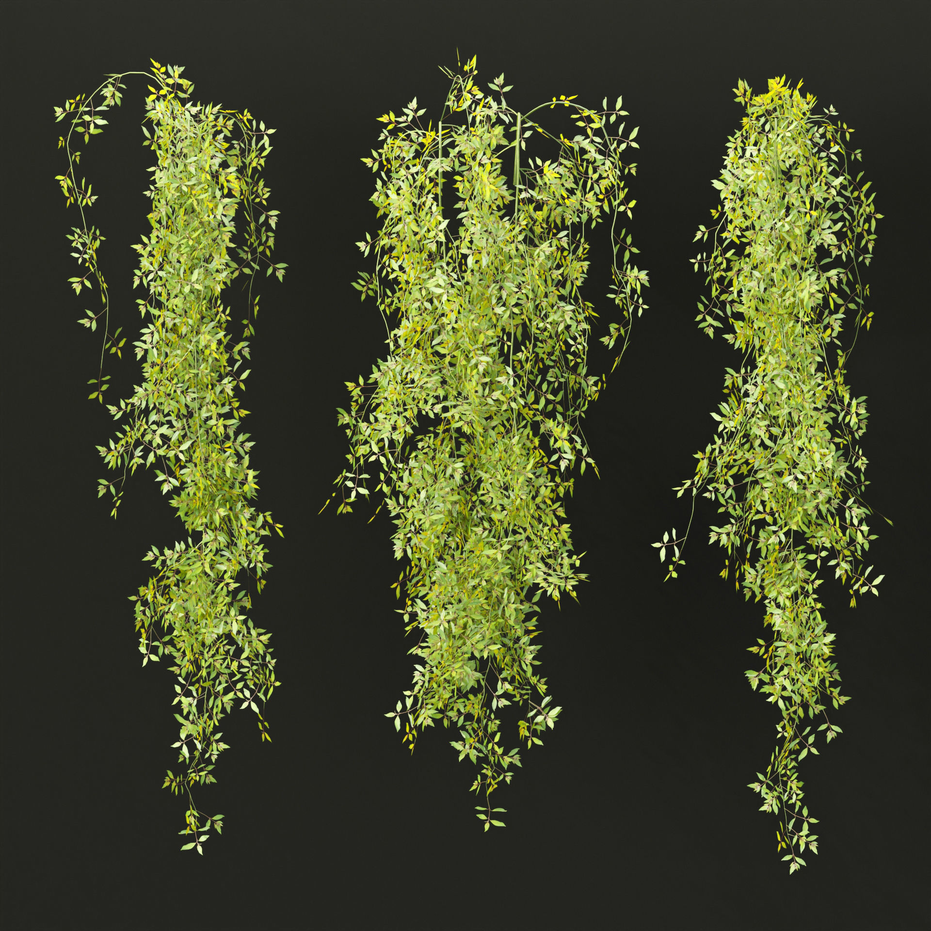 Hanging plants collection vol 248 Low-poly 3D model_2