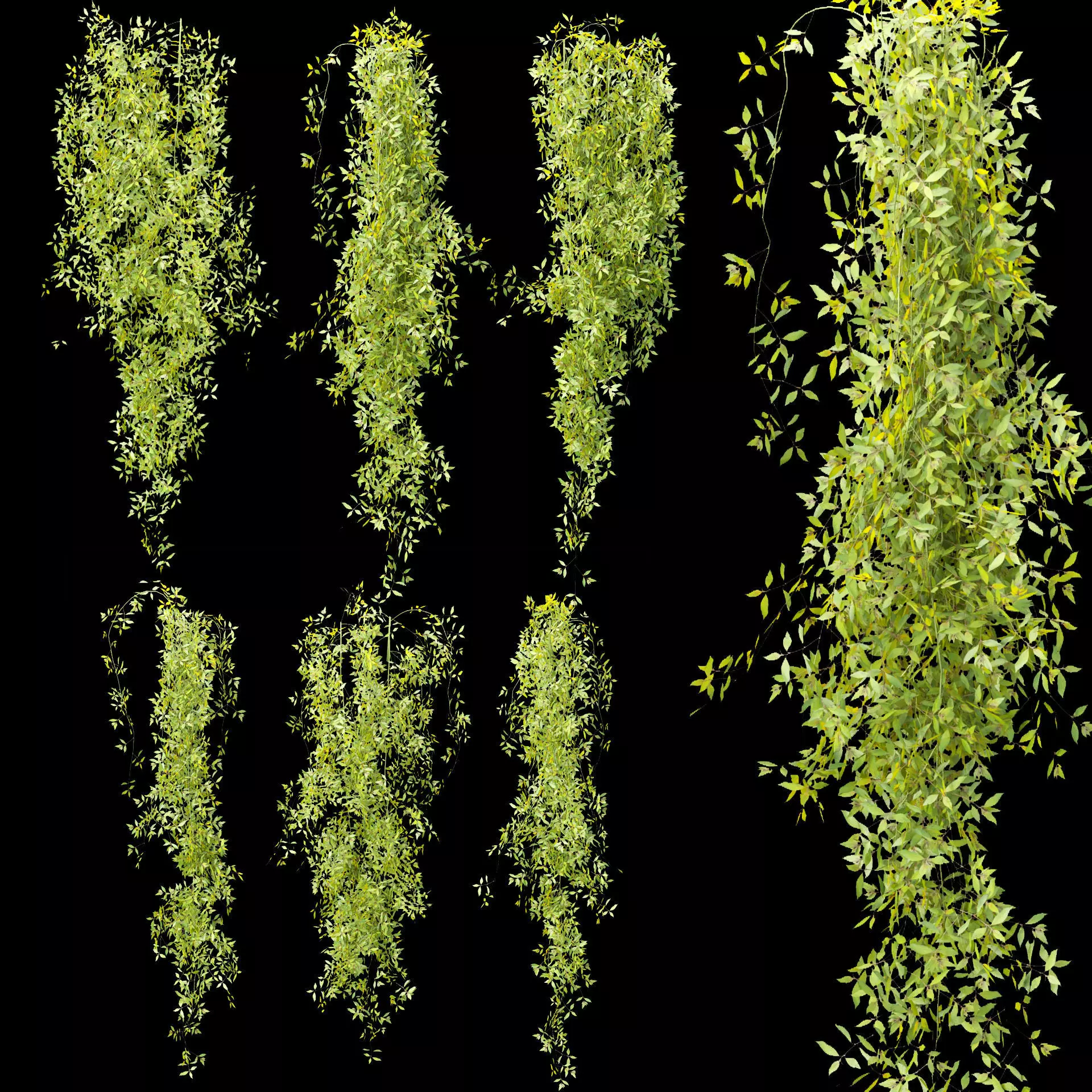 Hanging plants collection vol 248 Low-poly 3D model_0