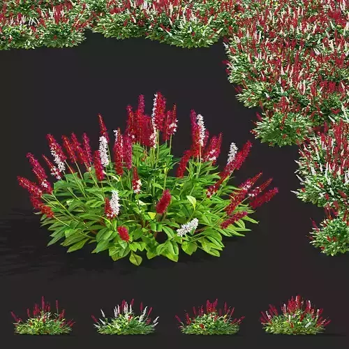 Bistorta affinis flower