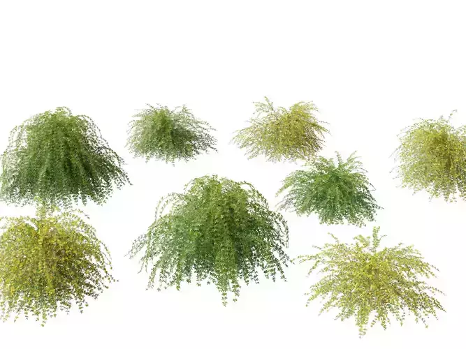 jasminum nudiflorum - Winter jasmine 01