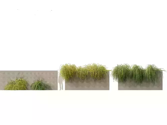 jasminum nudiflorum - Winter jasmine 02