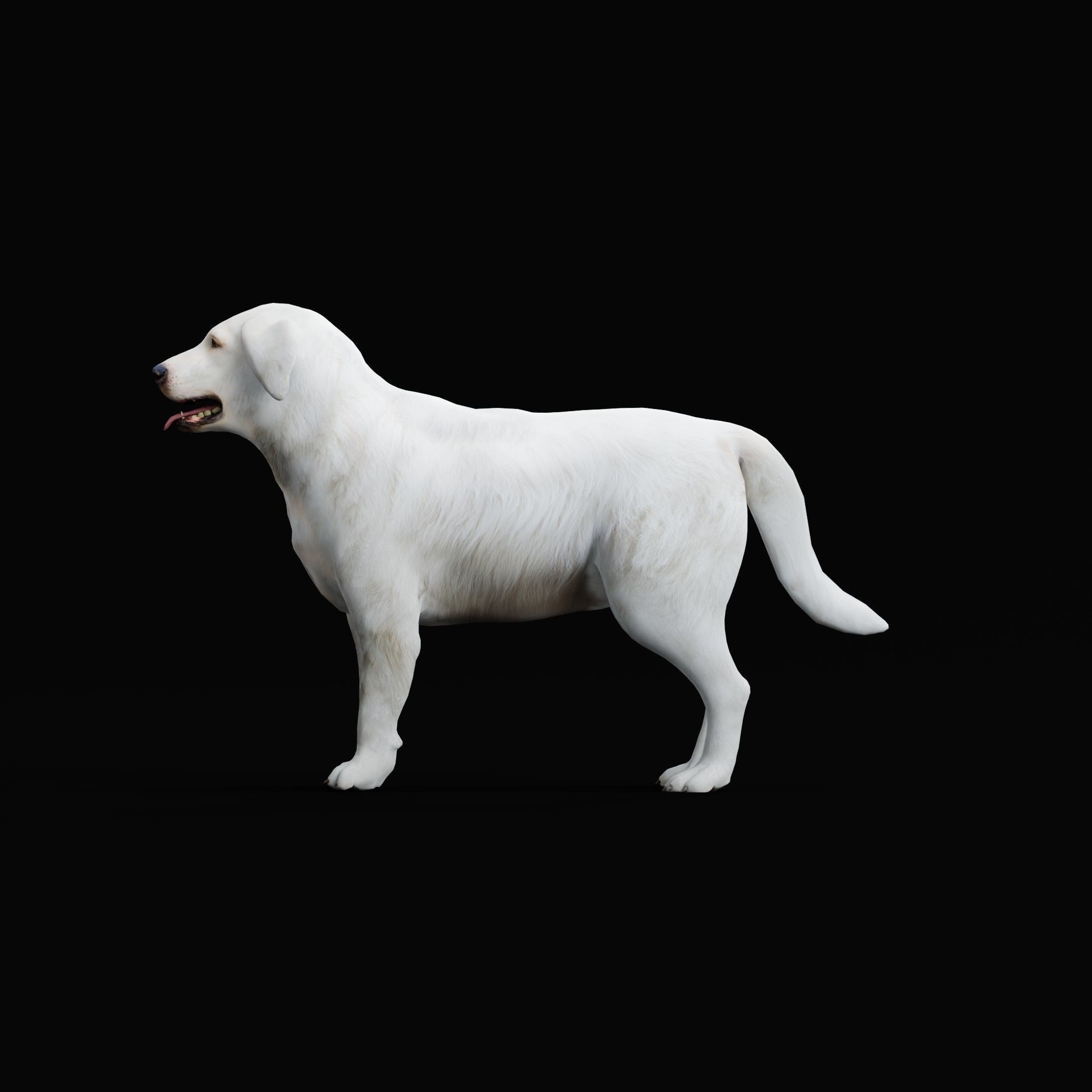 Great Pyrenees Patou Dog 3D model_22