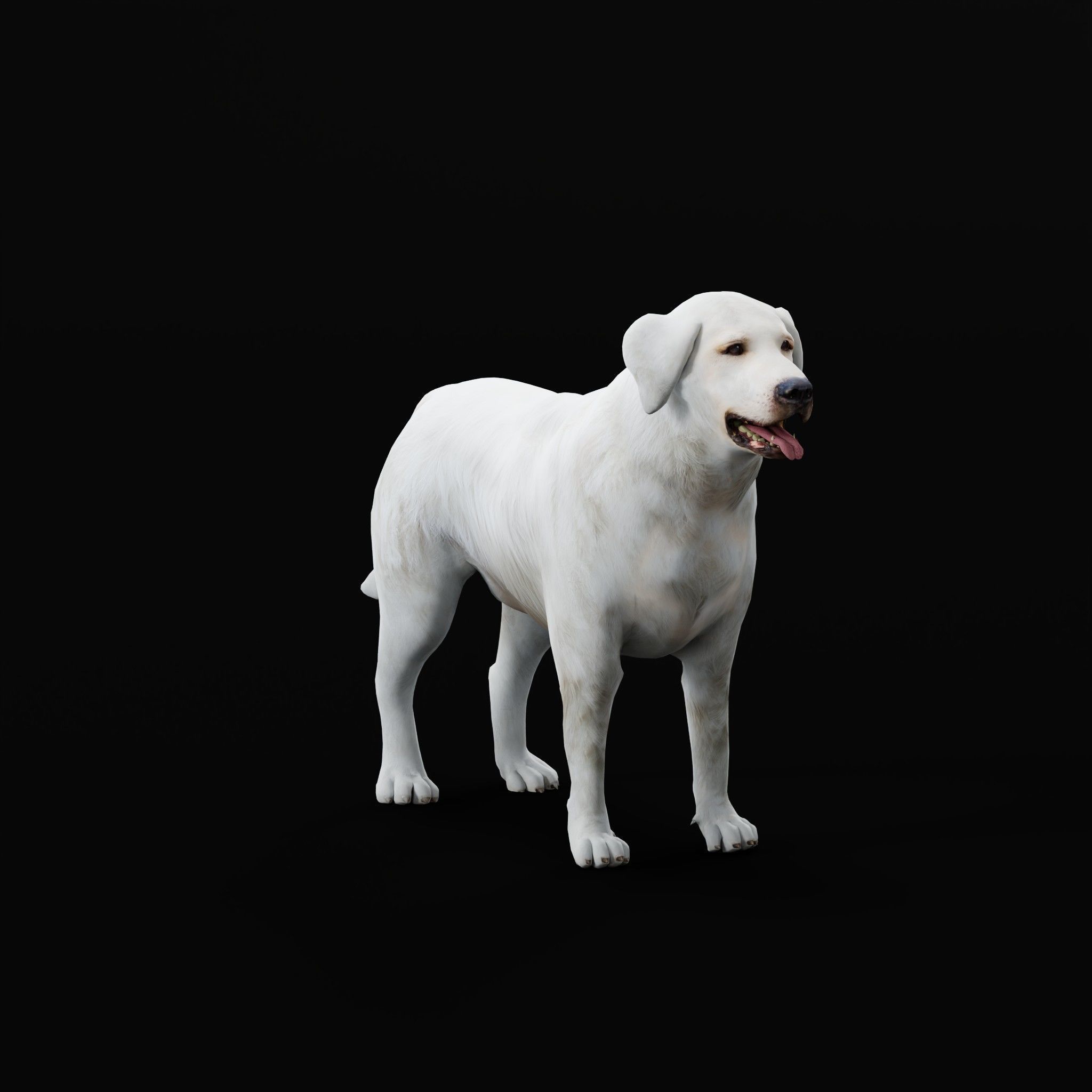 Great Pyrenees Patou Dog 3D model_23