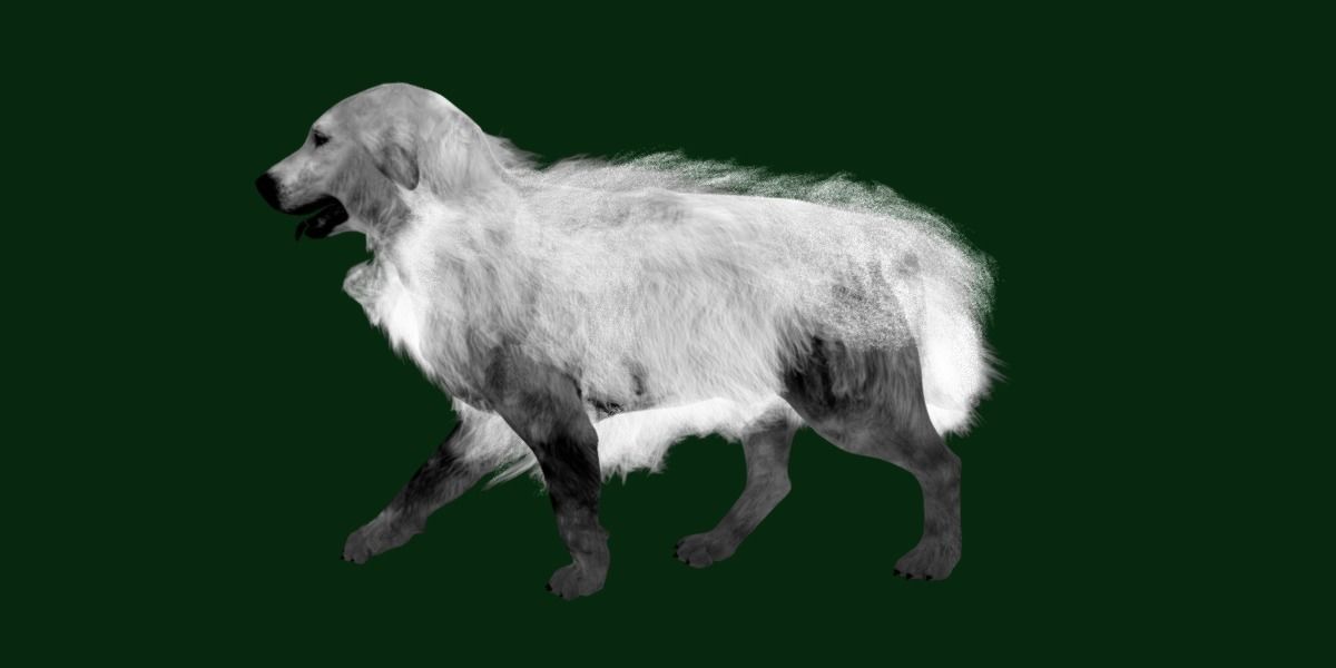Great Pyrenees Patou Dog 3D model_20