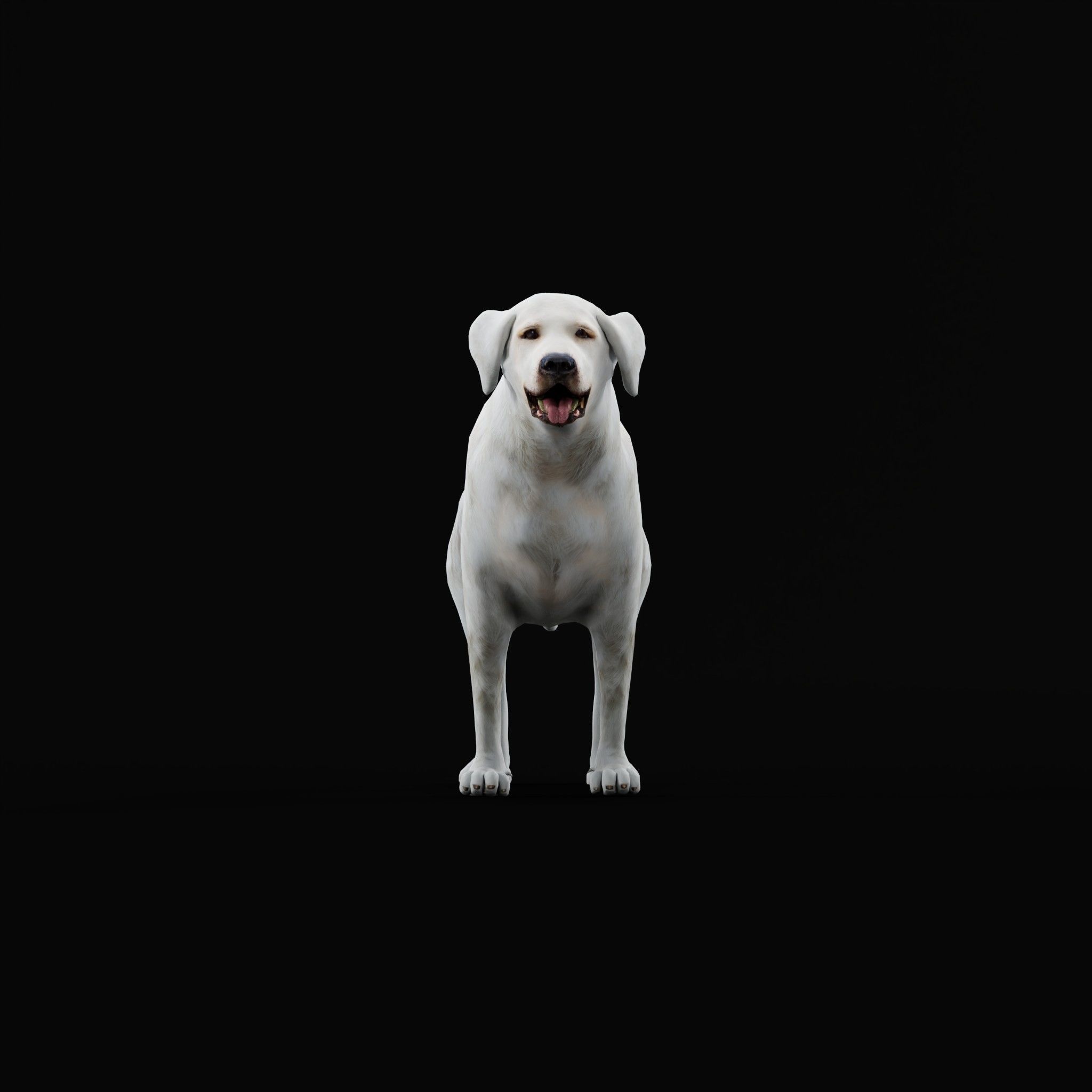 Great Pyrenees Patou Dog 3D model_24