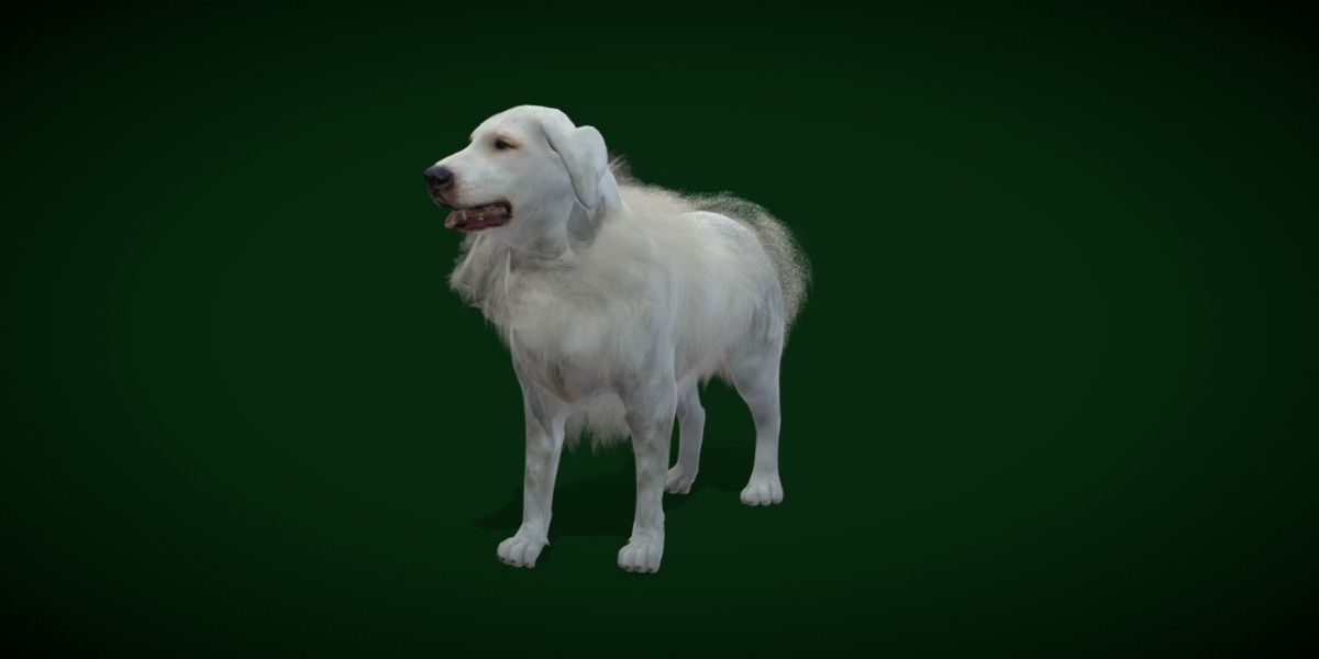 Great Pyrenees Patou Dog 3D model_21
