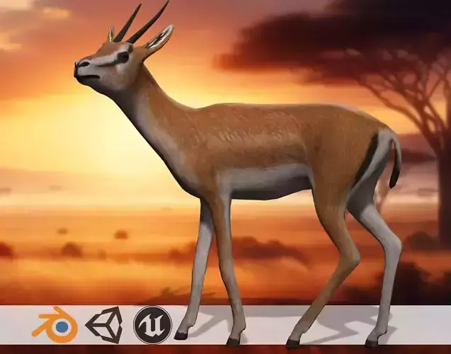 Savanna gazelle Sprinter  3D Antelope Model Low-poly 3D model