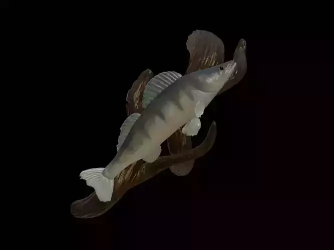 ZANDER  PIKEPERCH UNDERWATER STATUE ON THE WALL DETAILED TEXTURE 3D print model