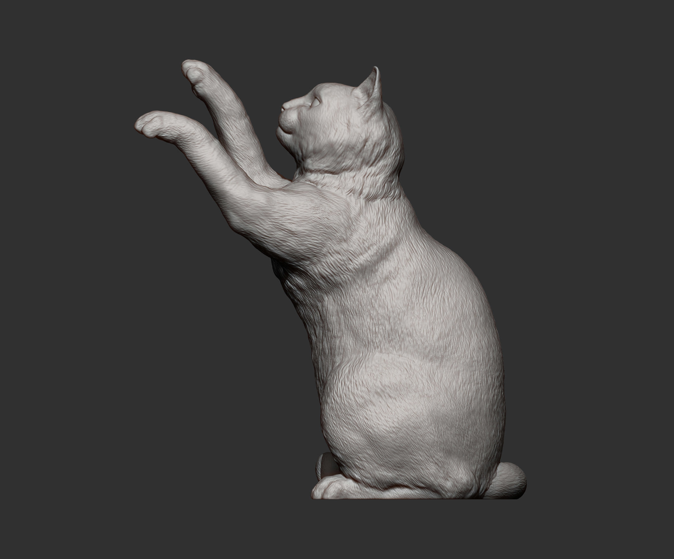 the cat sits on its hind legs 3D print model_12