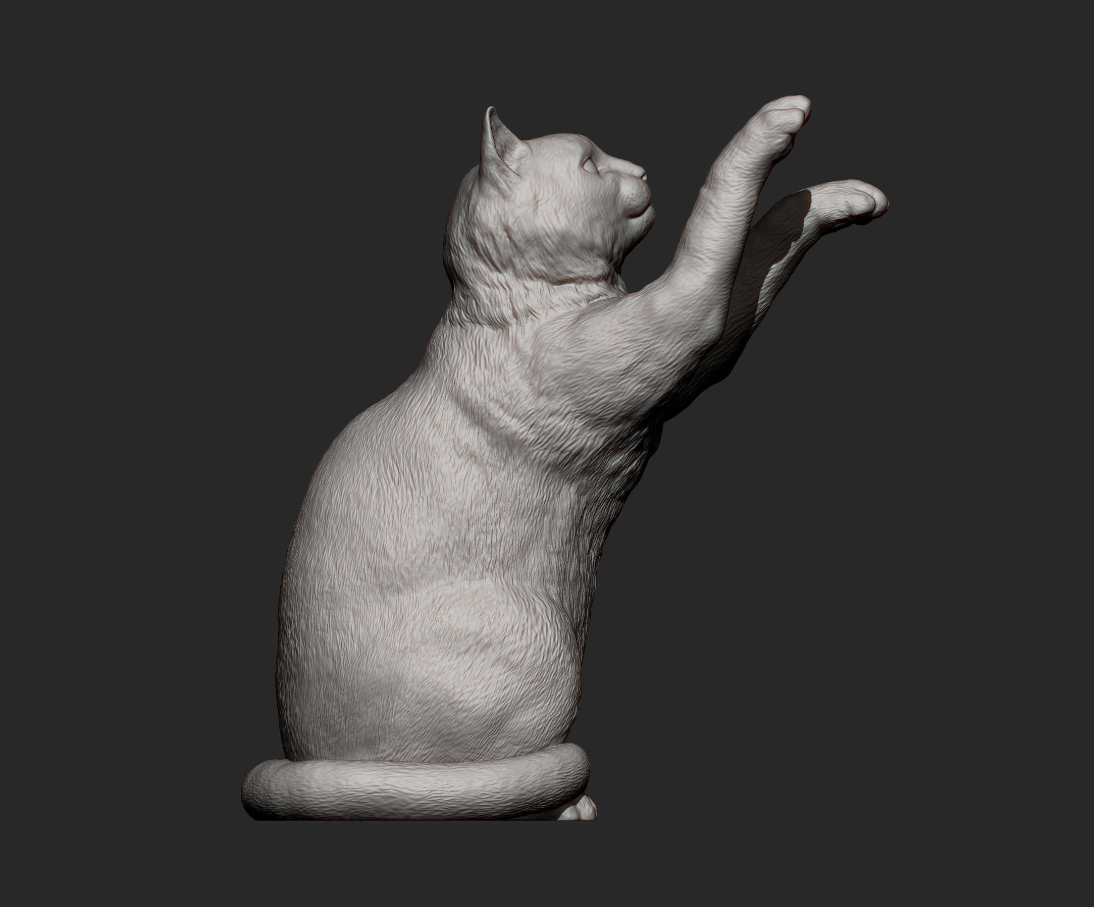 the cat sits on its hind legs 3D print model_10