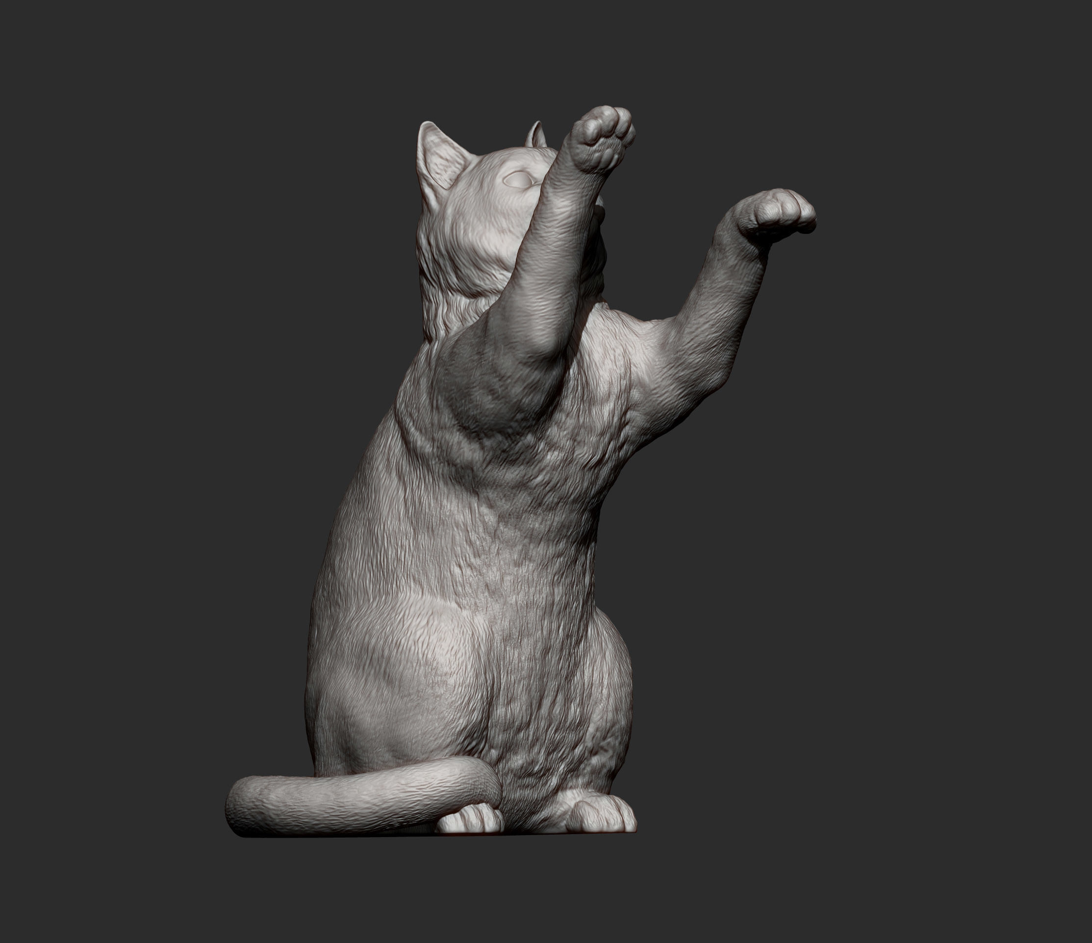 the cat sits on its hind legs 3D print model_8