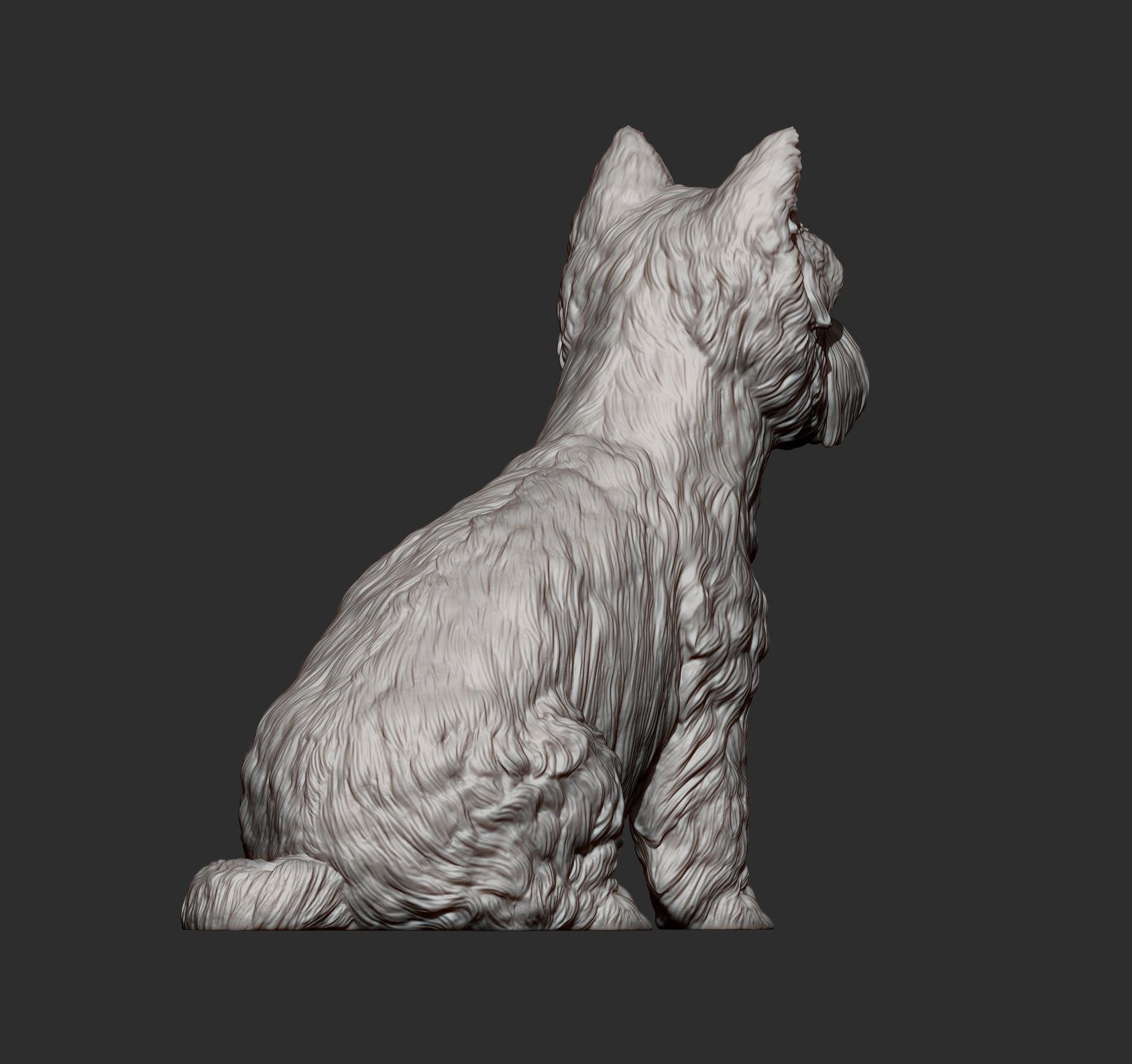 West highland white terrier 3D print model_9