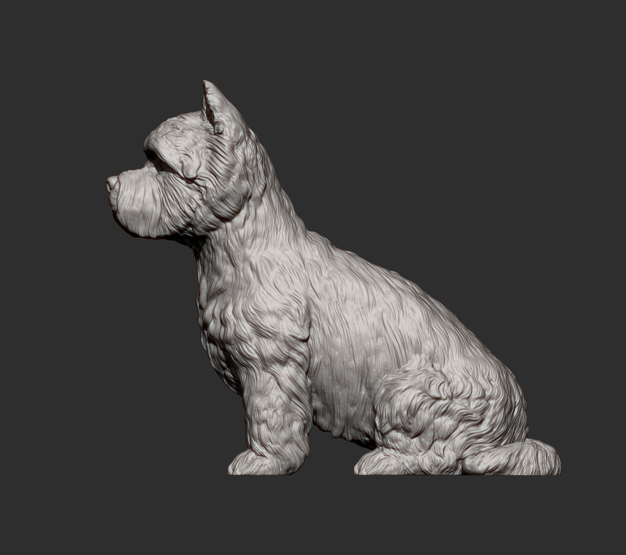 West highland white terrier 3D print model_10