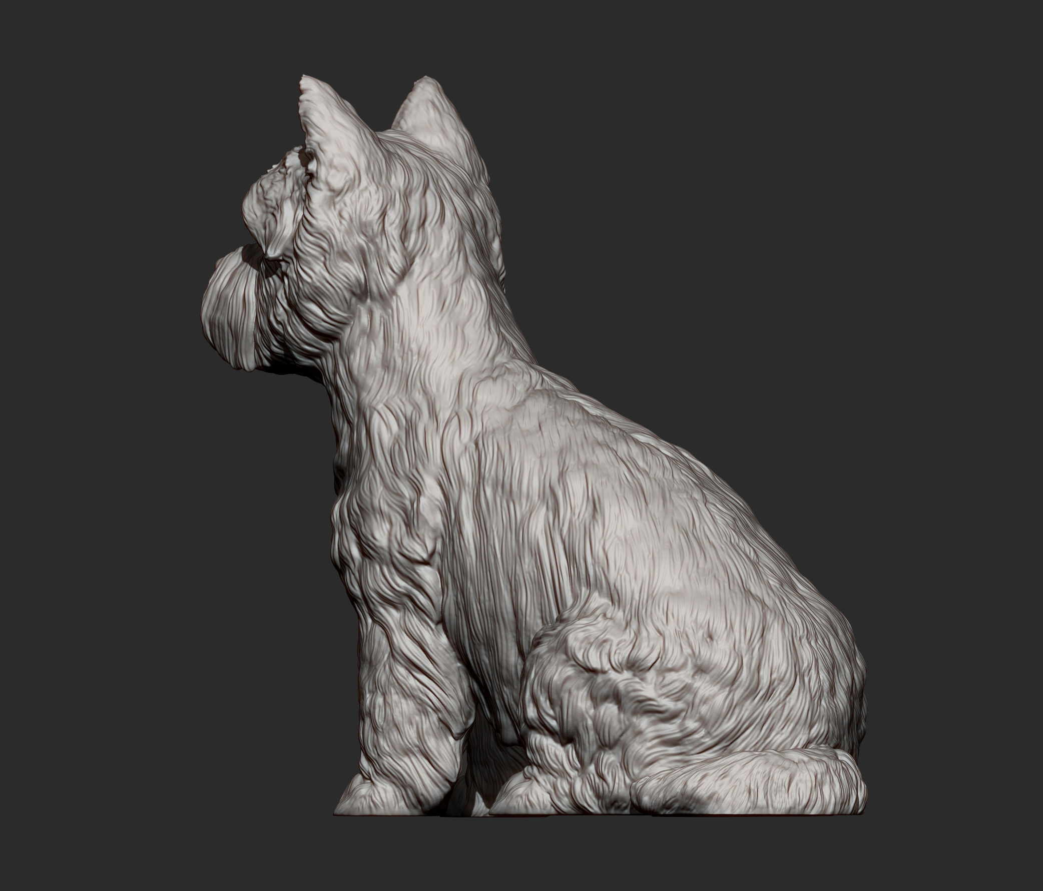 West highland white terrier 3D print model_11