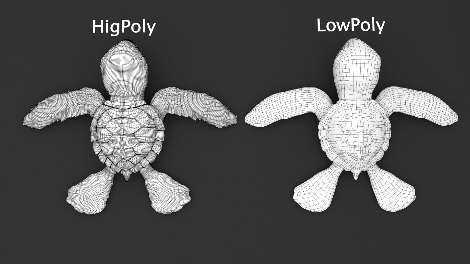 Turtle 3D model_19