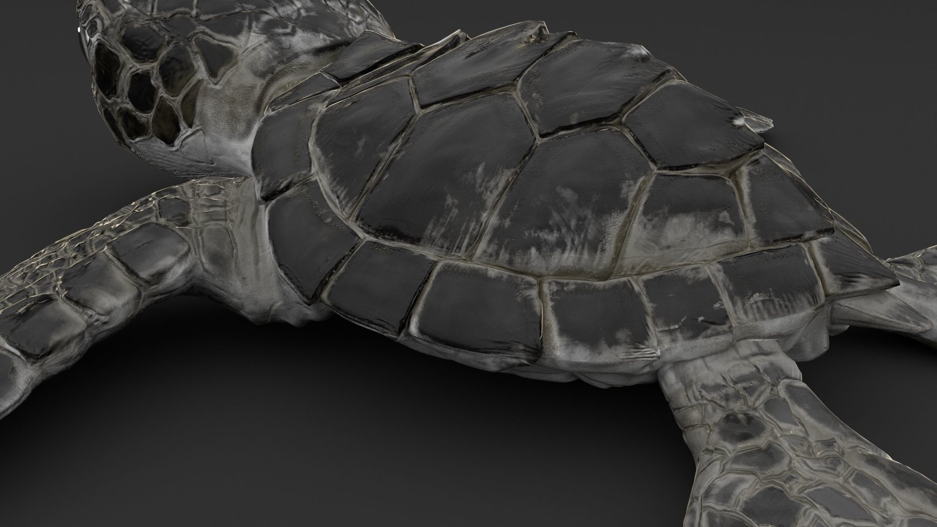 Turtle 3D model_9