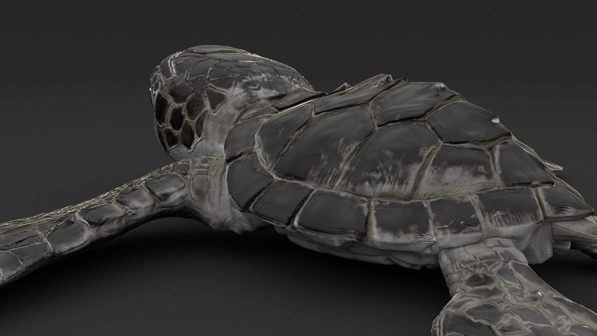 Turtle 3D model_14