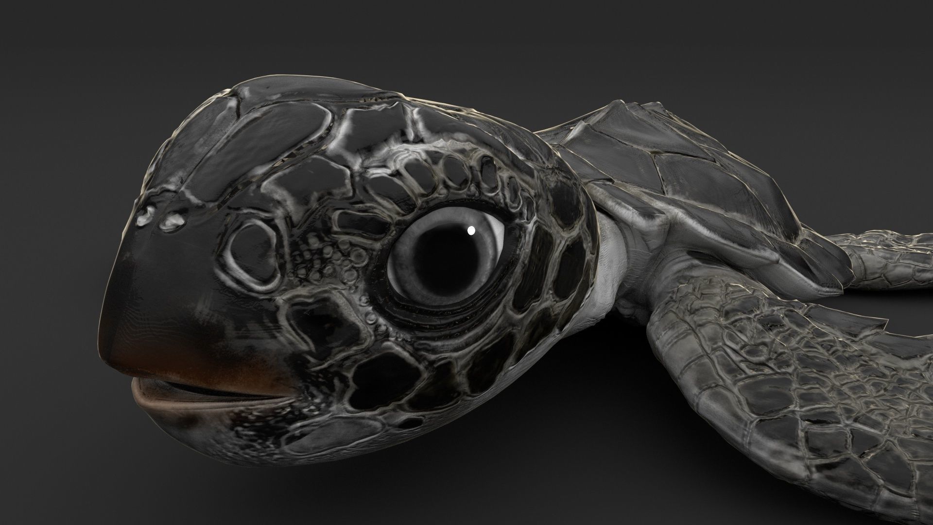 Turtle 3D model_8
