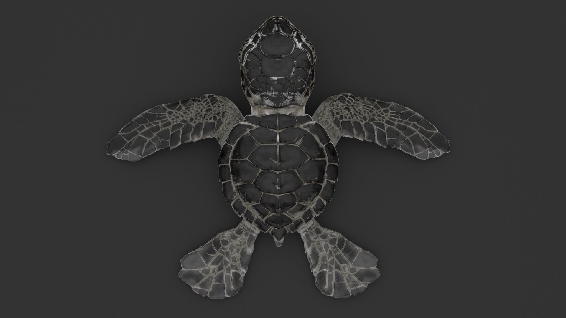 Turtle 3D model_3