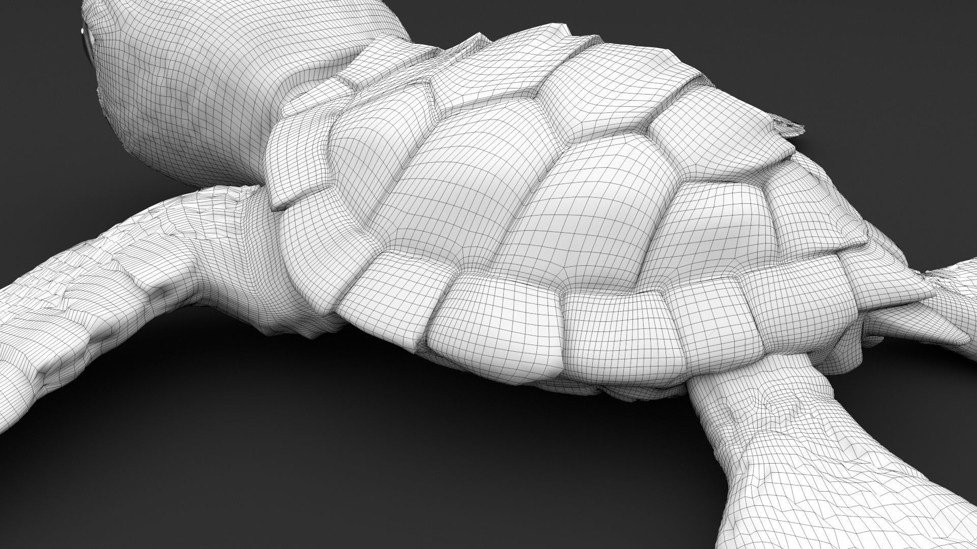 Turtle 3D model_25