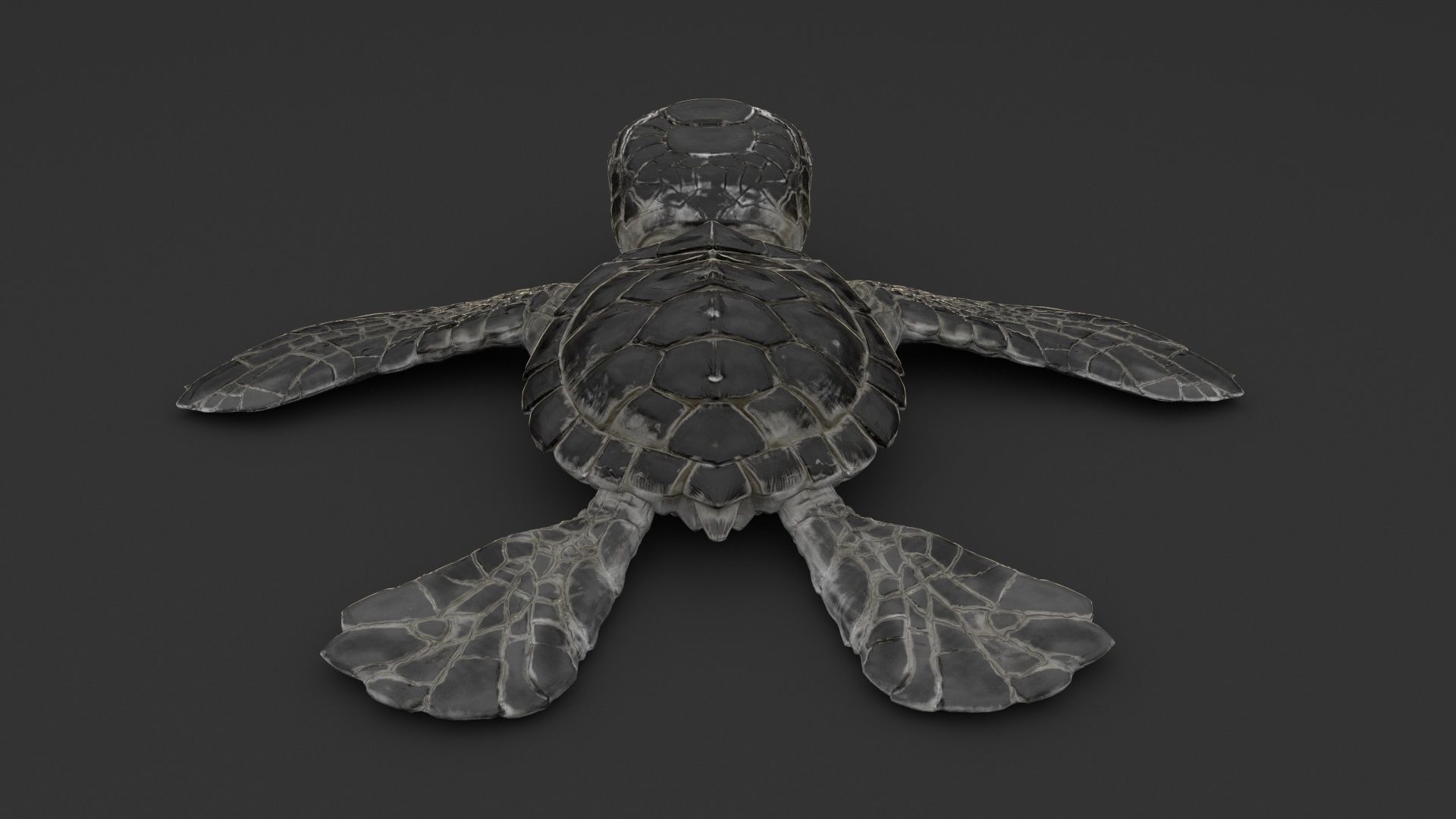 Turtle 3D model_15
