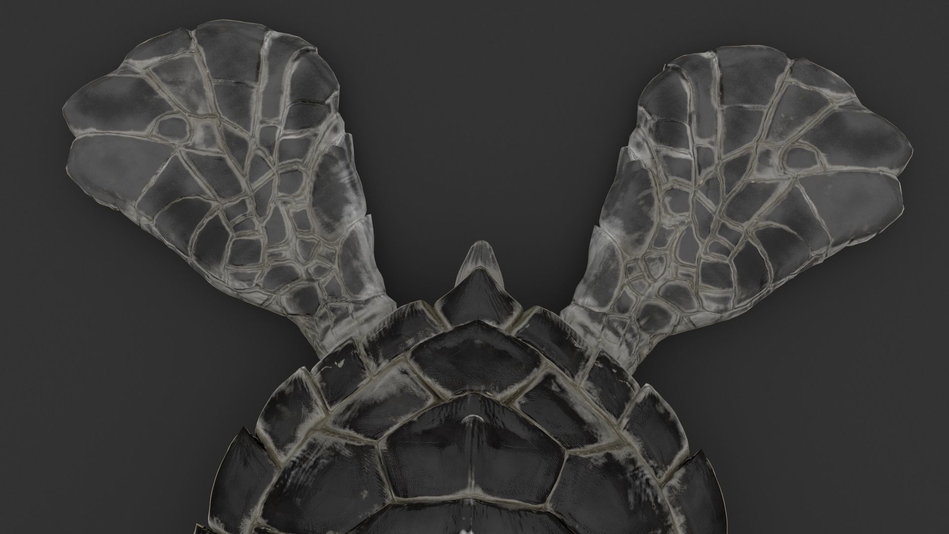 Turtle 3D model_13