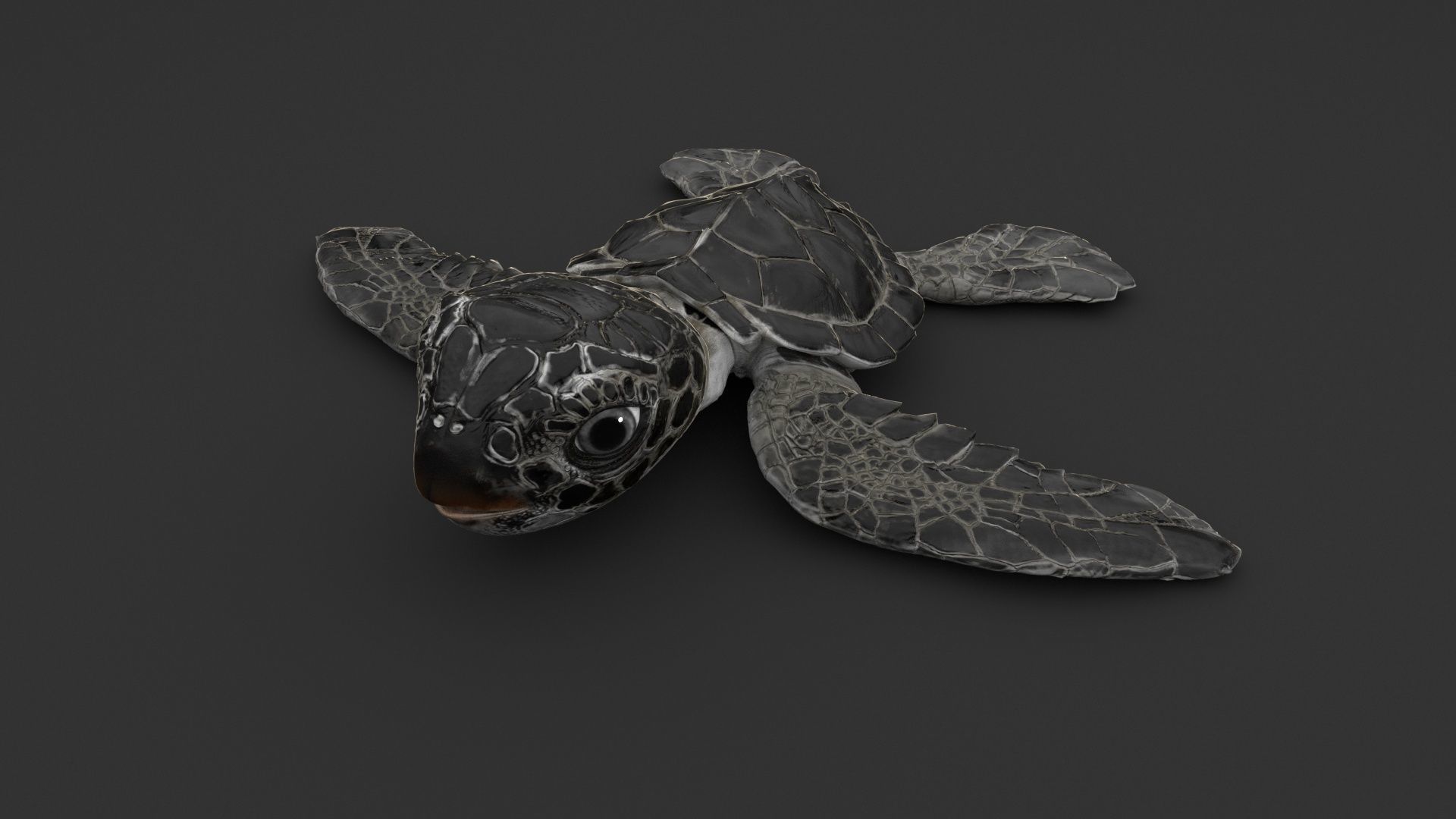 Turtle 3D model_4