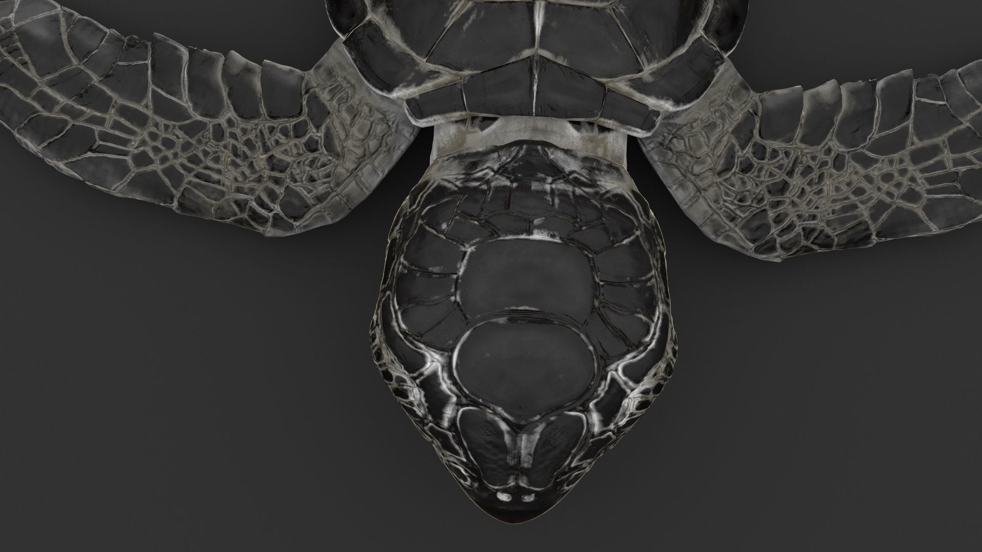 Turtle 3D model_11
