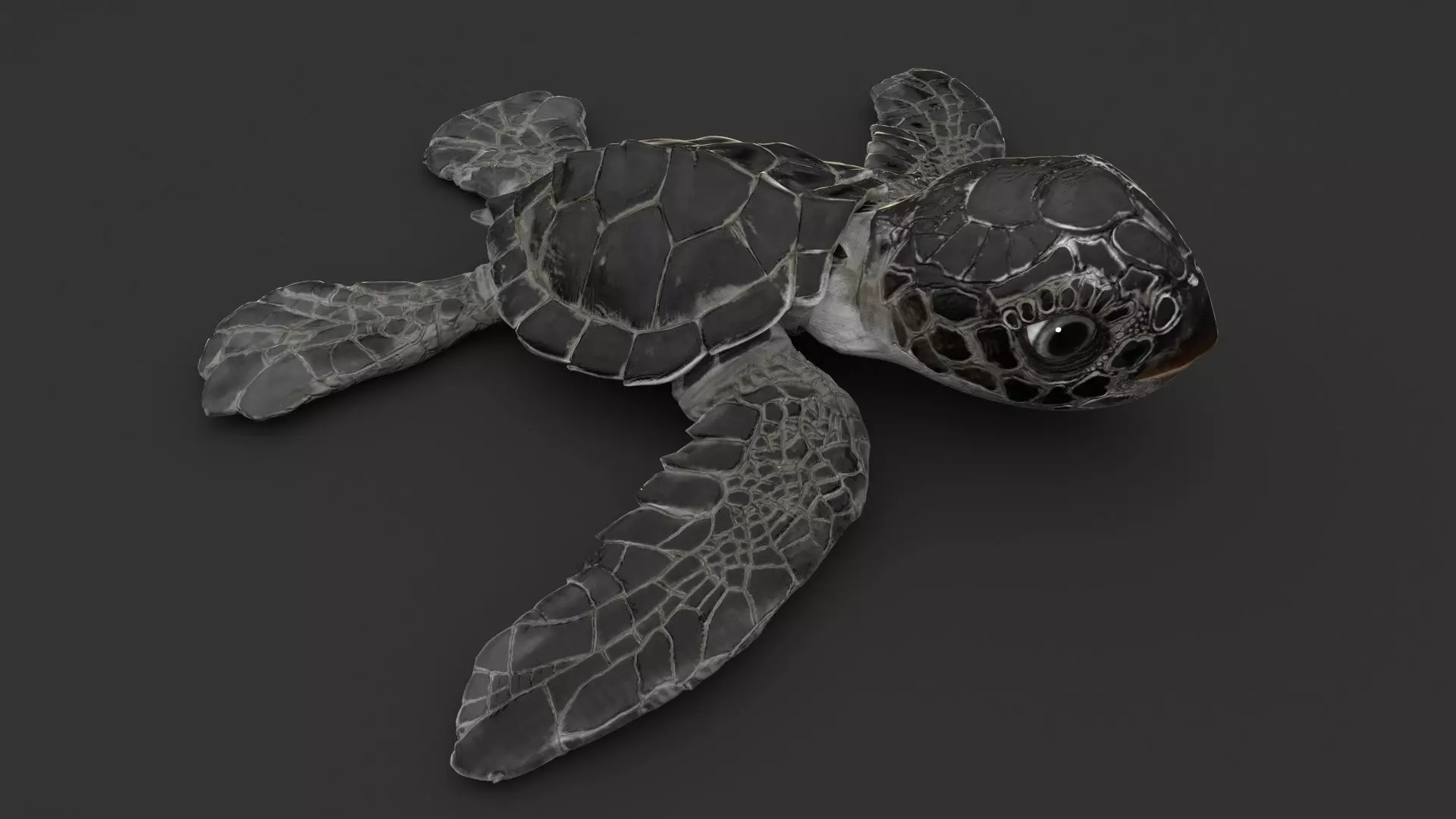 Turtle 3D model_0