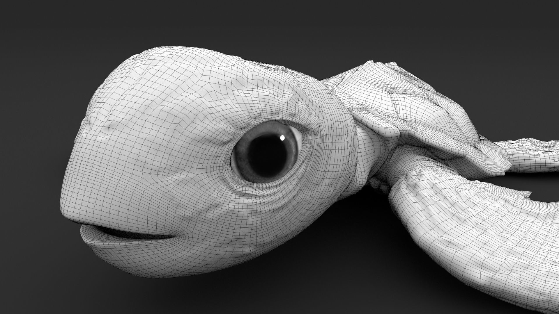 Turtle 3D model_24