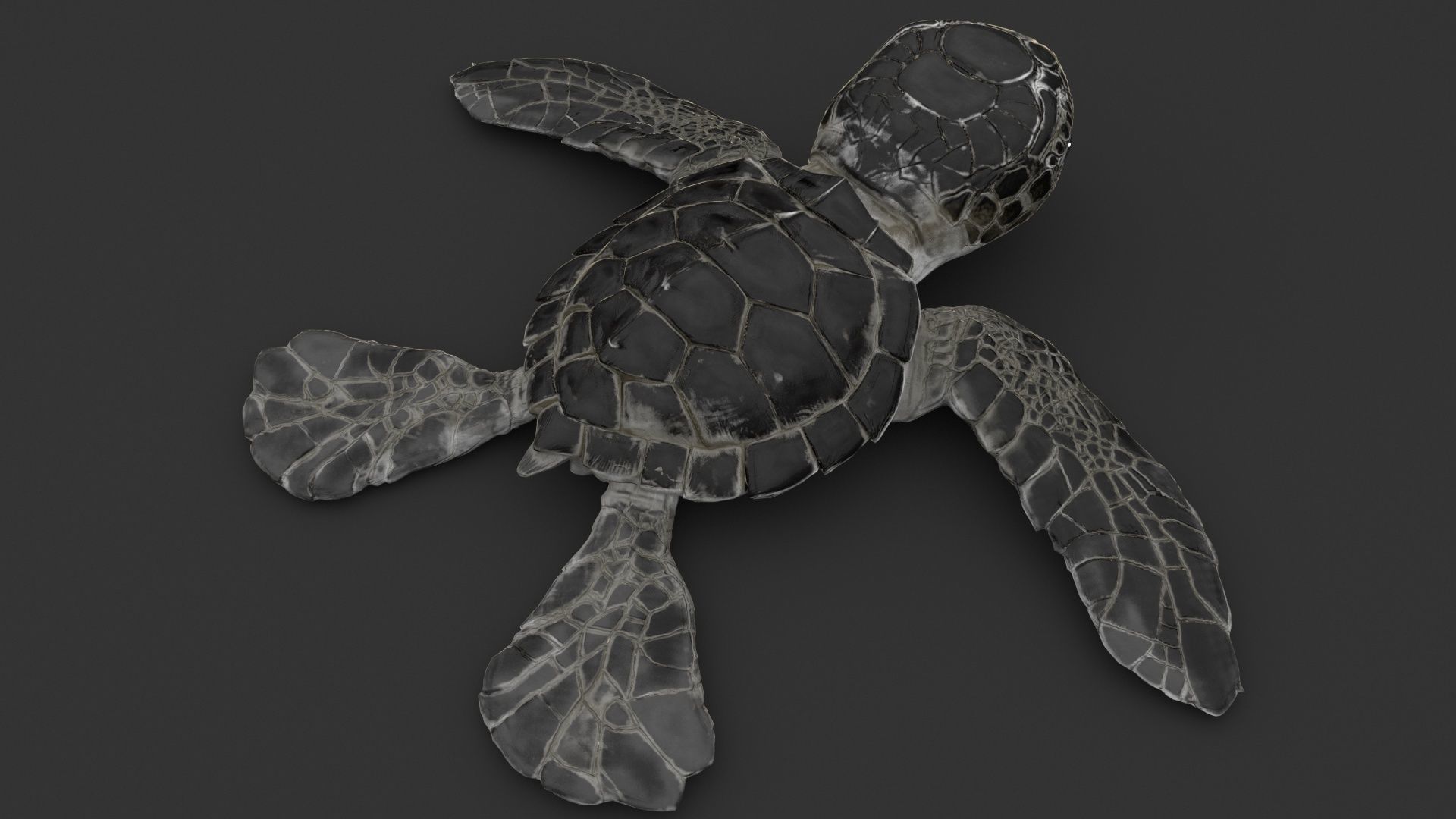 Turtle 3D model_6