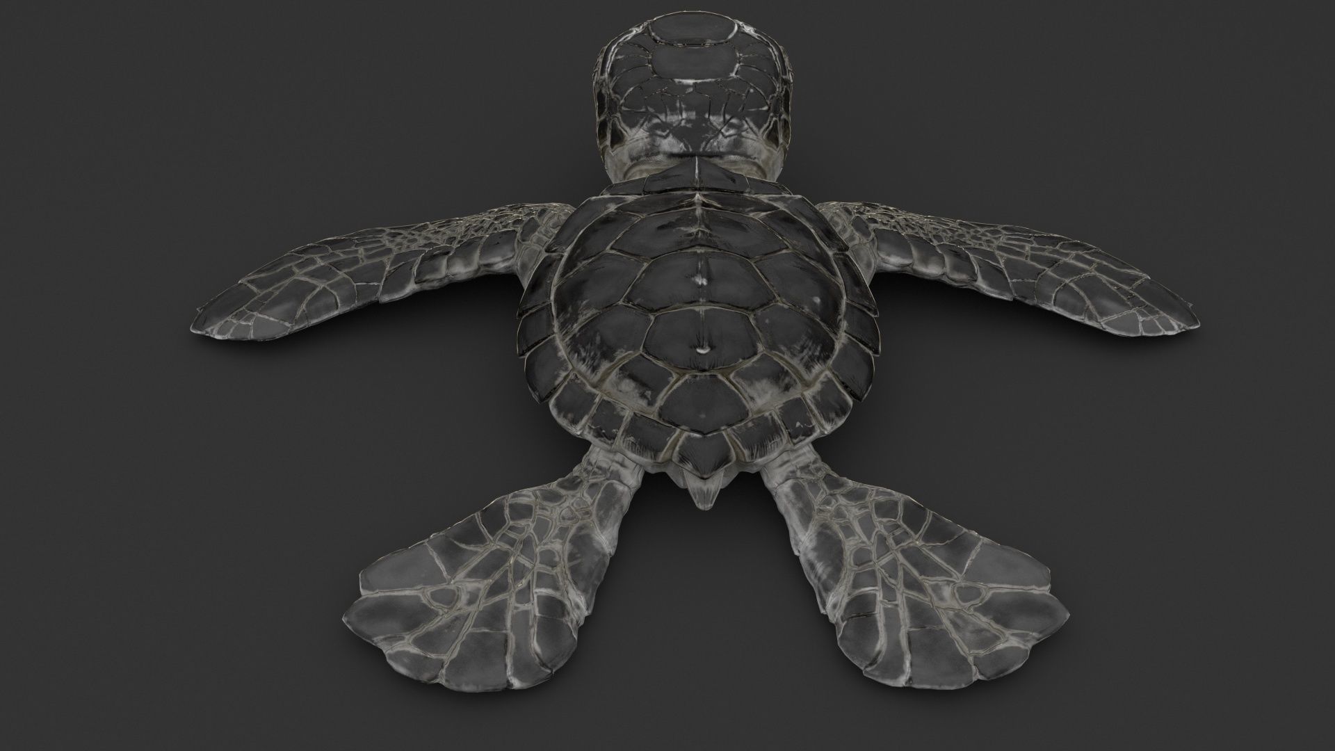 Turtle 3D model_5