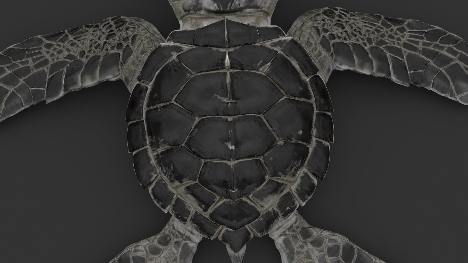 Turtle 3D model_10