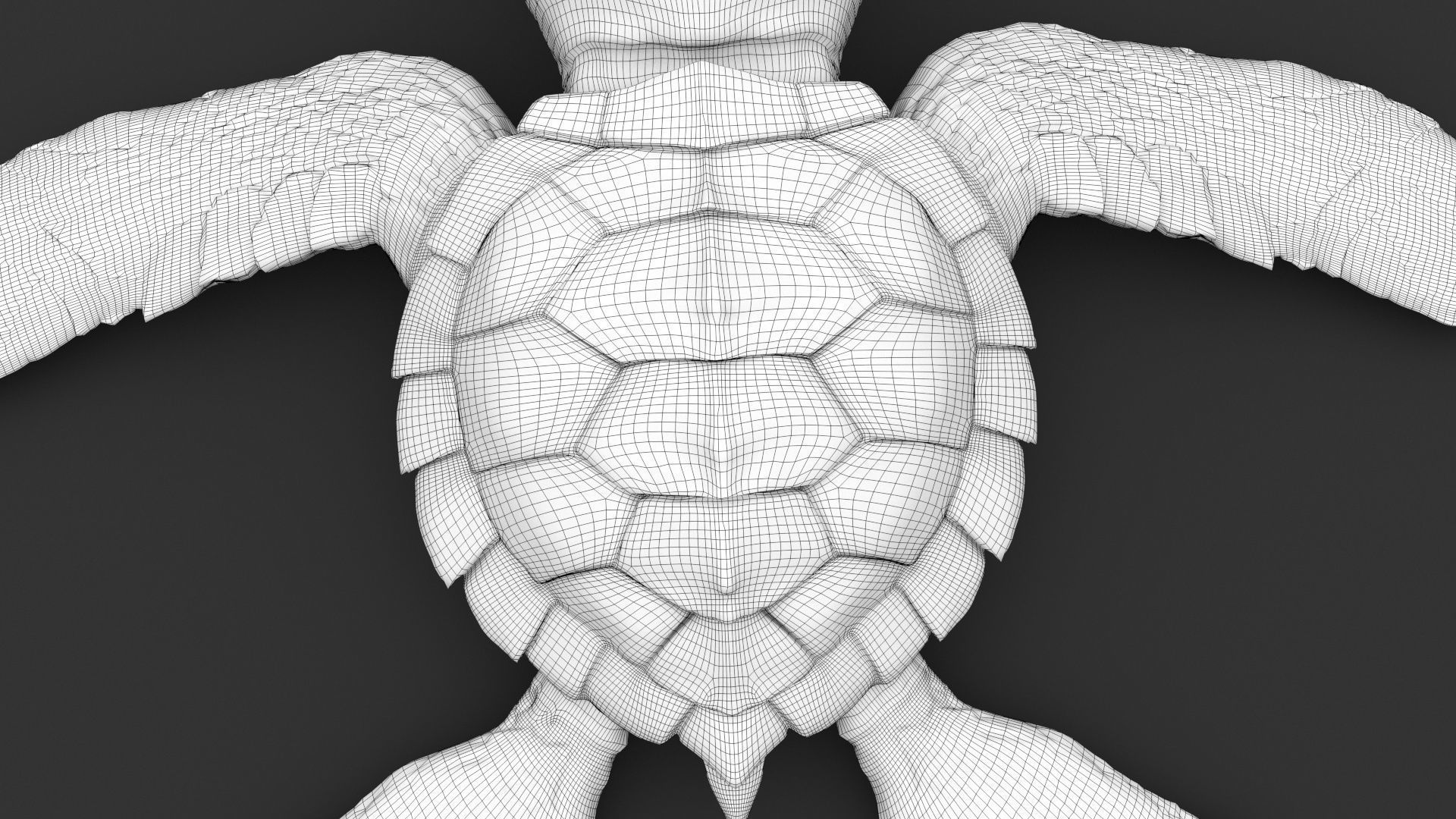 Turtle 3D model_26