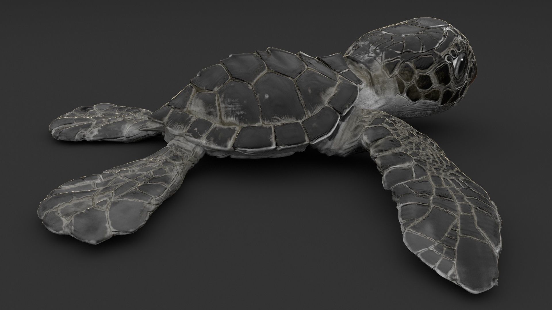 Turtle 3D model_7
