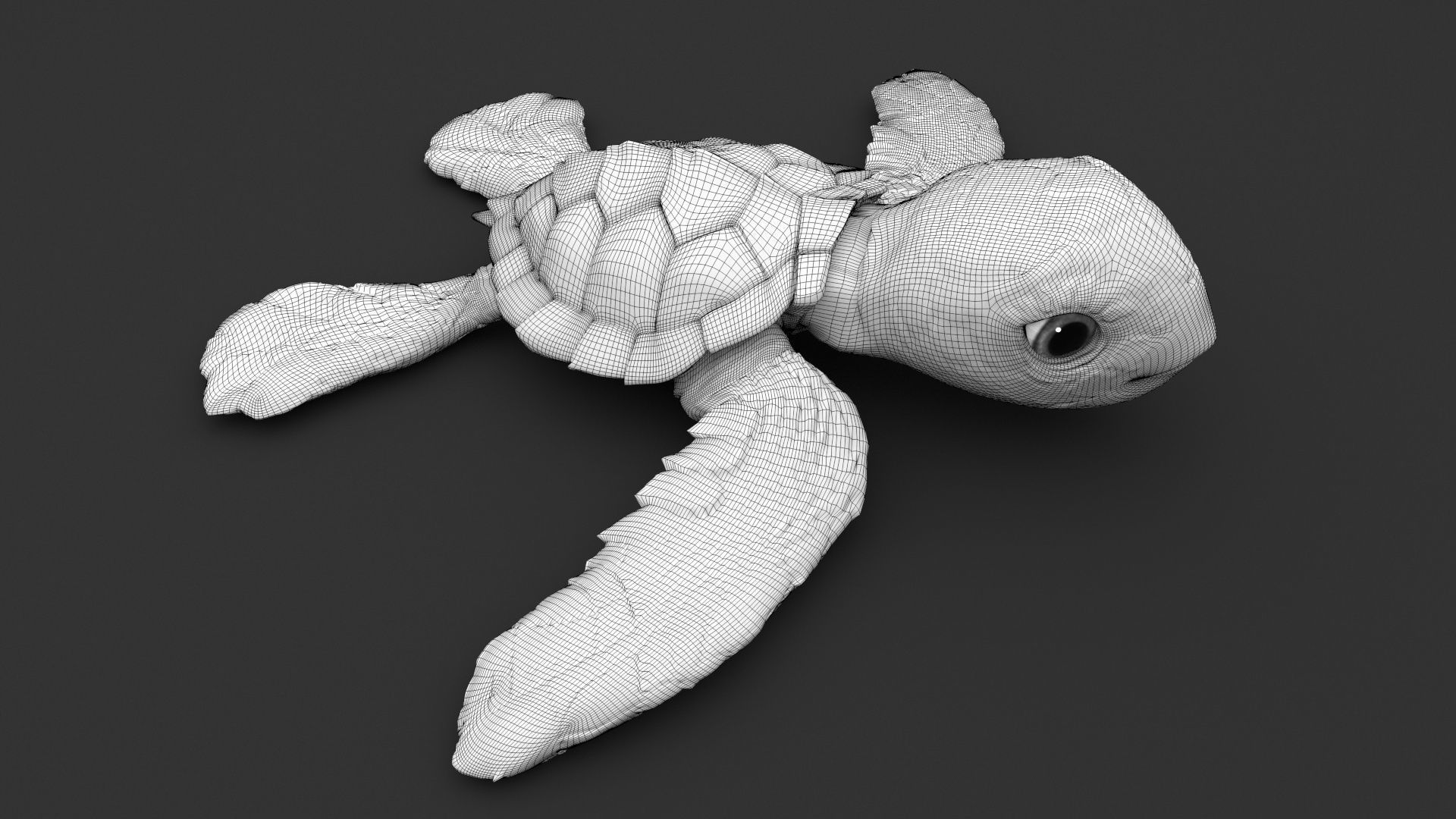 Turtle 3D model_22