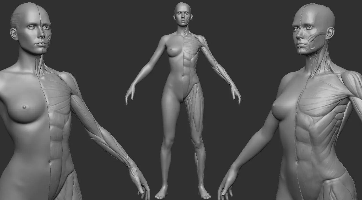 Ecorche Female 3D print model_0