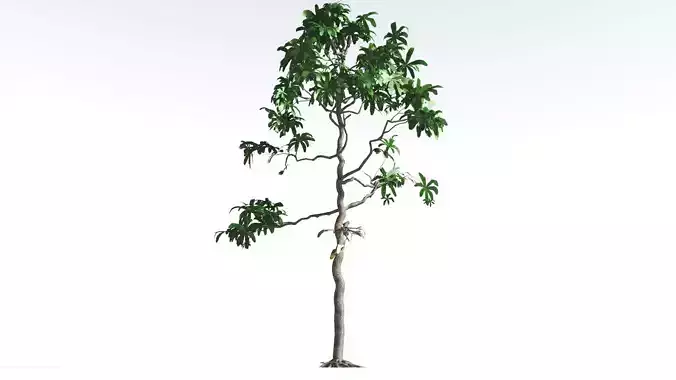 EVERYPlant Glossopteris LowPoly 4 --20 Models-- Low-poly 3D model