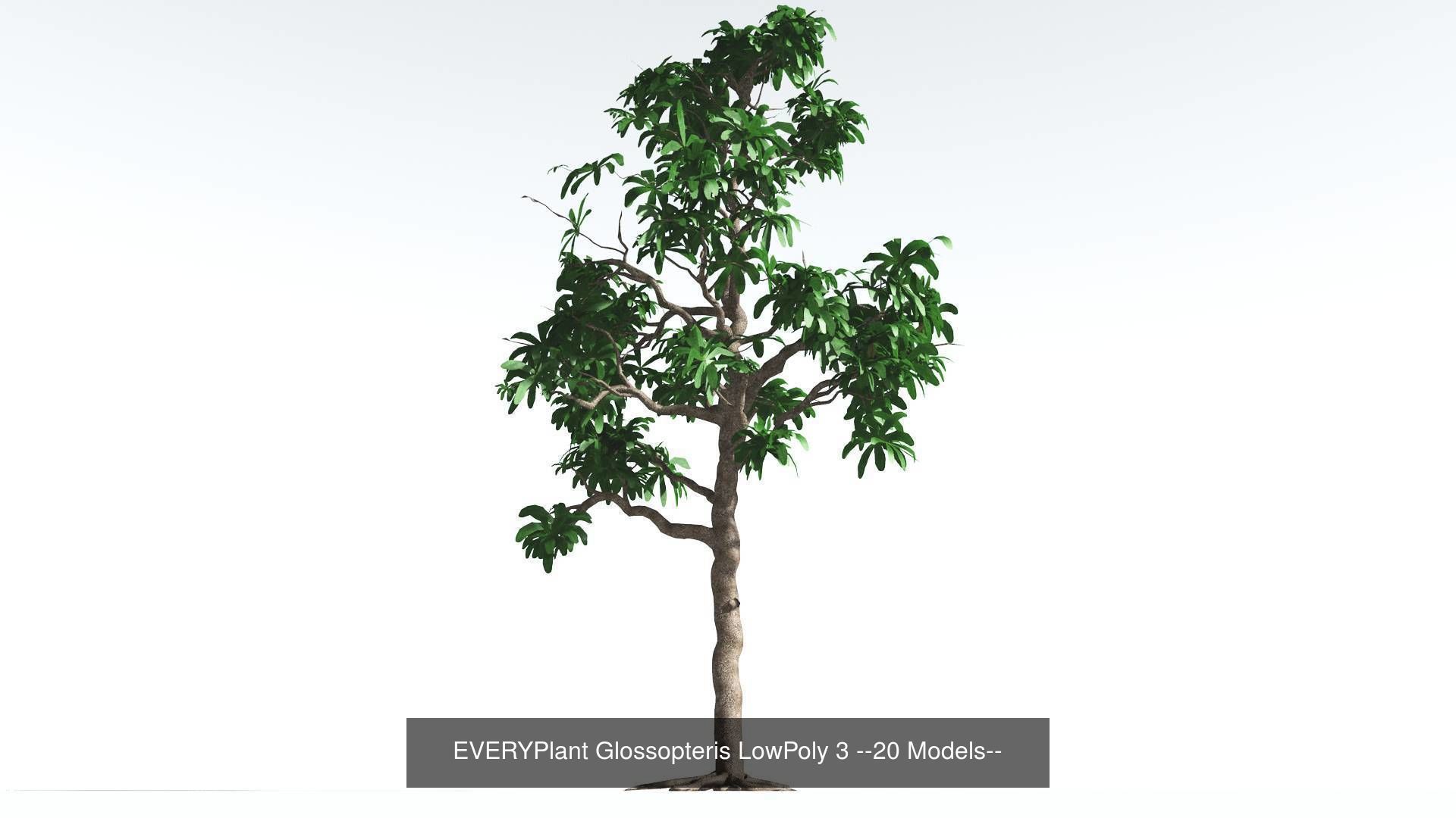 EVERYPlant Glossopteris LowPoly Bundle --80 Models-- 3D Model Collection_3