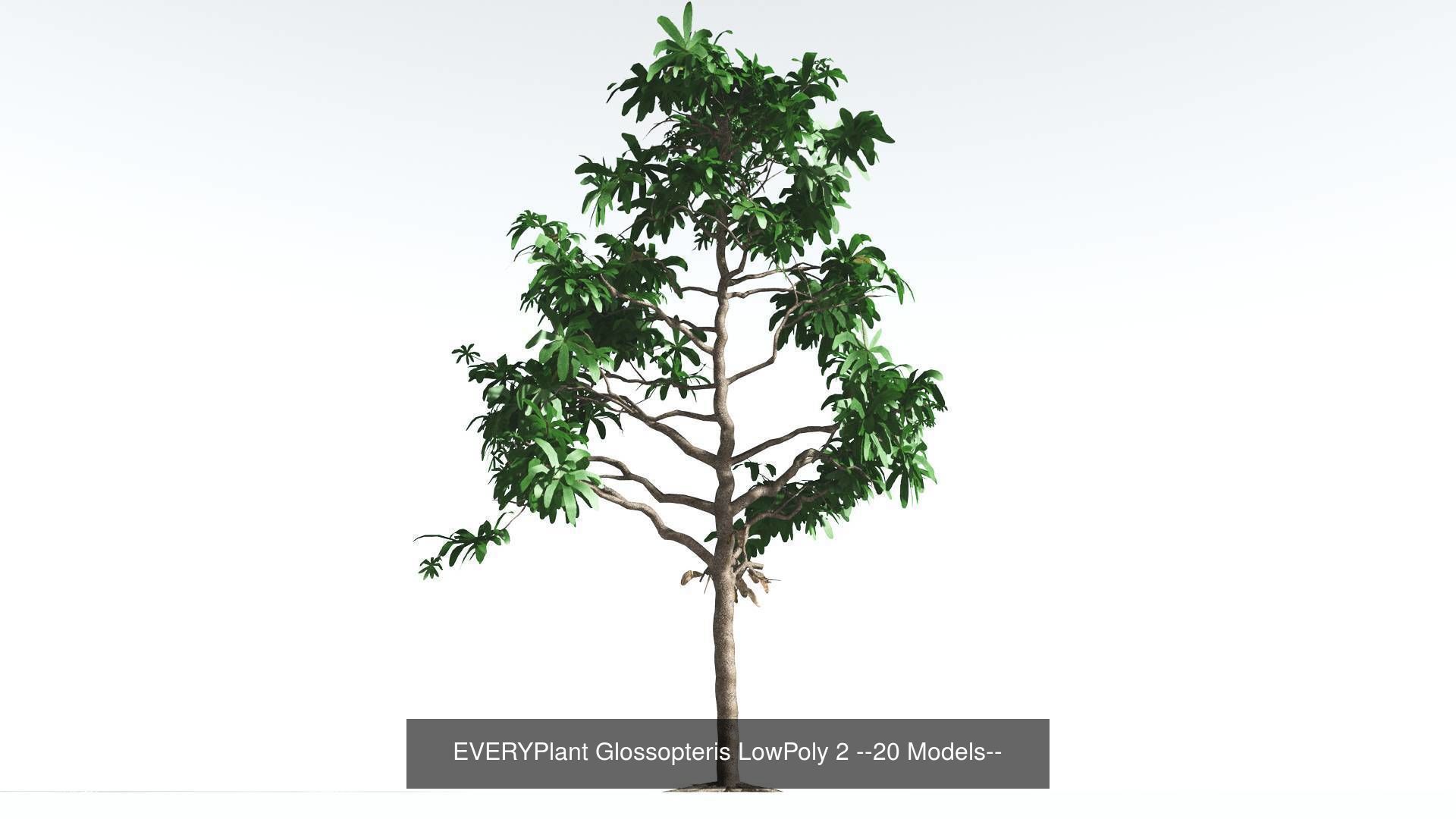 EVERYPlant Glossopteris LowPoly Bundle --80 Models-- 3D Model Collection_2